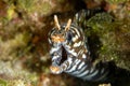 From PapahÃÂnaumokuÃÂkea Marine National Monument this dragon moray eel lives in caves and coral reefs